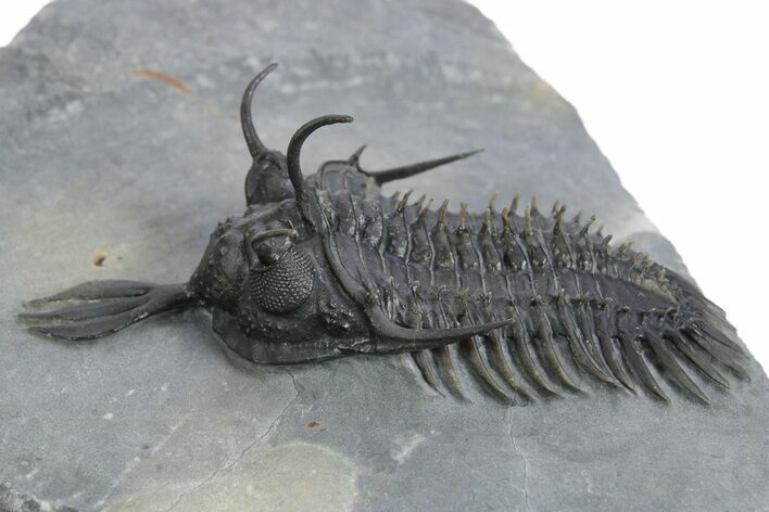 Short Trident Walliserops Trilobite - Timrzit, Morocco #354420
